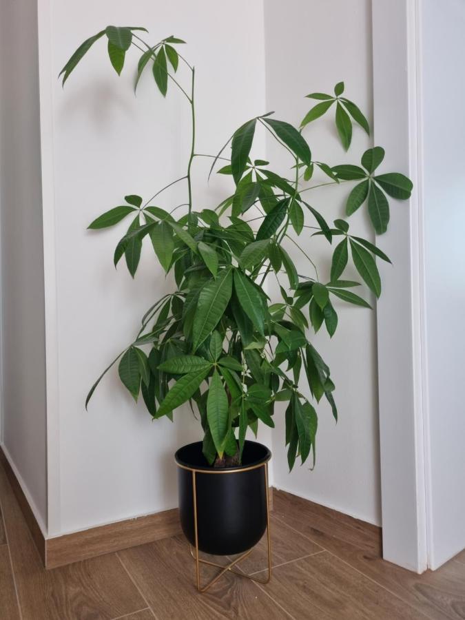 Viva Apartment